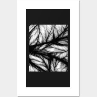 Filtered Light-tree & leaf Posters and Art